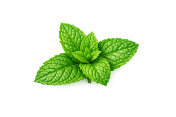 Fresh green peppermint leaves providing natural aroma and flavor, isolated with transparent background