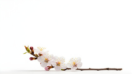 Delicate white cherry blossoms bloom on a slender branch against a pristine background.