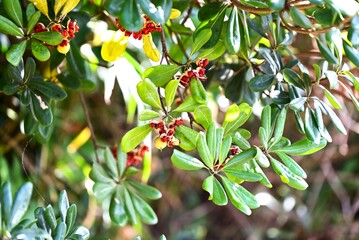 Japanese tobira (Pittosporum tobira). It produces fragrant five-petaled flowers and the fruit ripens into three parts, releasing sticky red seeds.