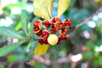 Japanese tobira (Pittosporum tobira). It produces fragrant five-petaled flowers and the fruit ripens into three parts, releasing sticky red seeds.