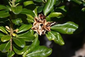 Japanese tobira (Pittosporum tobira). It produces fragrant five-petaled flowers and the fruit ripens into three parts, releasing sticky red seeds.