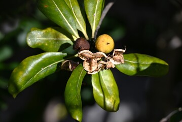 Japanese tobira (Pittosporum tobira). It produces fragrant five-petaled flowers and the fruit ripens into three parts, releasing sticky red seeds.