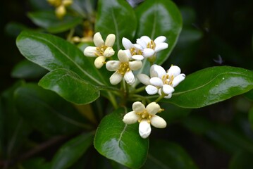 Japanese tobira (Pittosporum tobira). It produces fragrant five-petaled flowers and the fruit ripens into three parts, releasing sticky red seeds.