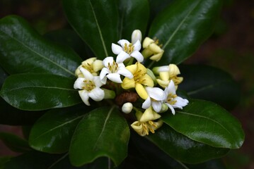 Japanese tobira (Pittosporum tobira). It produces fragrant five-petaled flowers and the fruit ripens into three parts, releasing sticky red seeds.