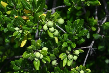 Japanese tobira (Pittosporum tobira). It produces fragrant five-petaled flowers and the fruit ripens into three parts, releasing sticky red seeds.