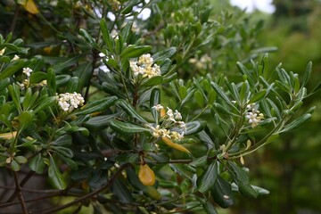Japanese tobira (Pittosporum tobira). It produces fragrant five-petaled flowers and the fruit ripens into three parts, releasing sticky red seeds.