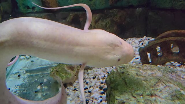 Close-up of a rare albino leopard lungfish swimming in an aquarium.
