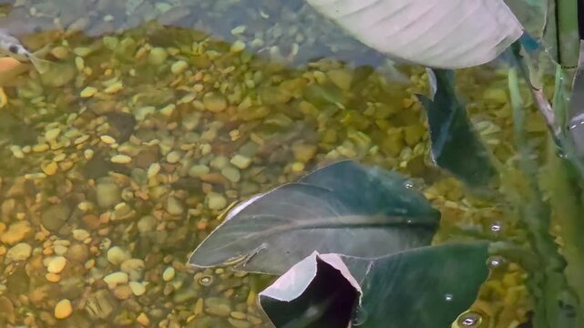 Top-down view of an indoor pond or aquarium, showcasing several small spotted archerfishes (Toxotes chatareus) swimming over a bed of tan and gold river pebbles.