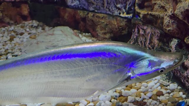Metallic sheatfish (Phalacronotus apogon) swimming in an indoor aquarium. 