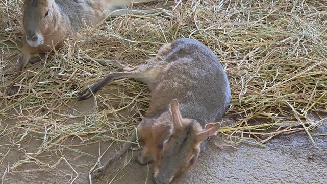 Two Patagonian maras resting in a sheltered enclosure.