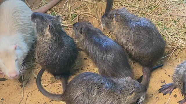 A group of nutria (Myocastor coypus), including a rare leucistic or albino individual, gathered in an enclosure.