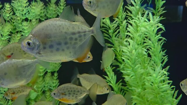 A group of Silver Dollar fish (likely Metynnis or Myleus species) swimming in a lushly planted freshwater aquarium.