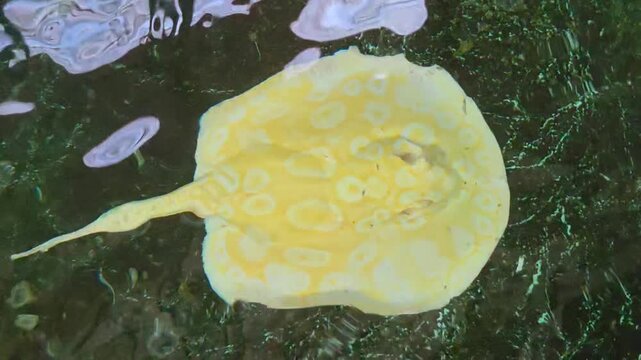 High-angle view of a rare Albino pearl stingray or leucistic stingray swimming in shallow water.