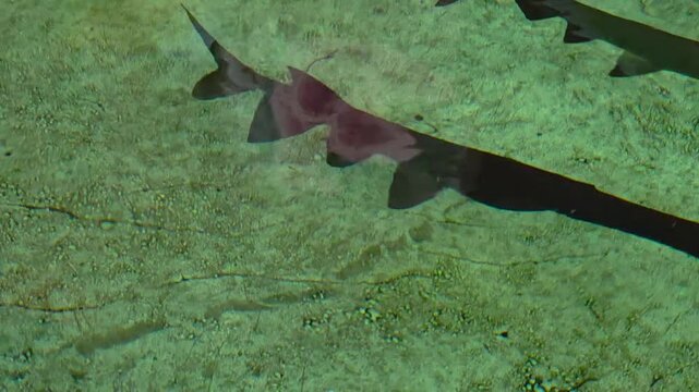 Paddlefishes (Polyodon spathula), swimming in a shallow water