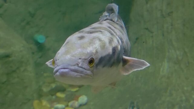 A front-facing, head-on shot of a giant snakehead (Channa micropeltes) swimming directly toward the camera.