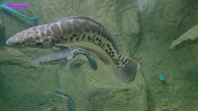  Giant snakehead (Channa micropeltes) captured in a dynamic, mid-water profile shot within a freshwater aquarium.
