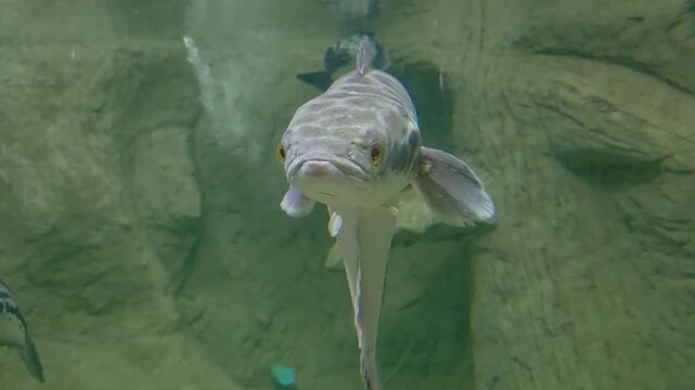 Giant snakehead (Channa micropeltes) swimming directly toward the camera in a freshwater aquarium.