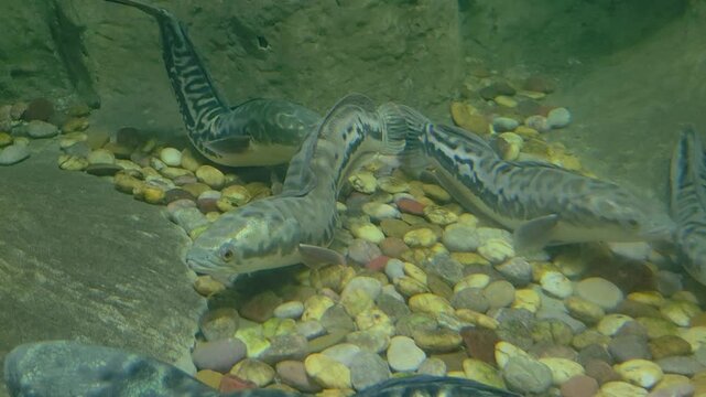 A group of giant snakehead (Channa micropeltes) swimming over a riverbed of smooth, multicolored pebbles.