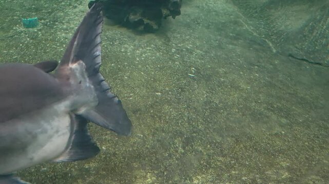 Mekong giant catfish (Pangasianodon gigas) swimming steadily through murky, green-tinted water.