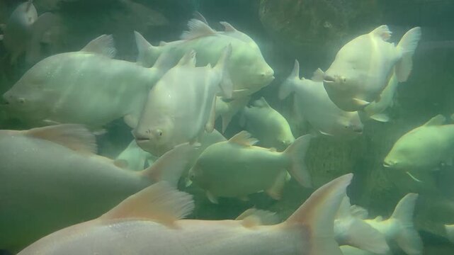 A dense school of albino iridescent sharks (Pangasianodon hypophthalmus) swimming in a large aquarium or murky freshwater environment.