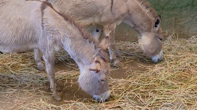 Two light-brown donkeys grazing on hay in an enclosure.