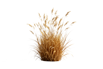 Dry Grass Bush with Seed Heads in Nature