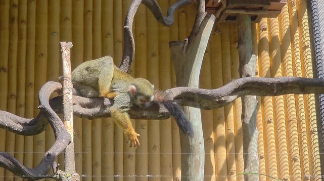 A squirrel monkey resting on a thick, winding branch within a zoo enclosure.