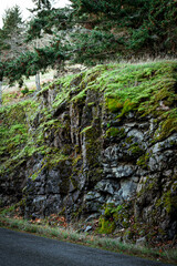 Mossy Rock