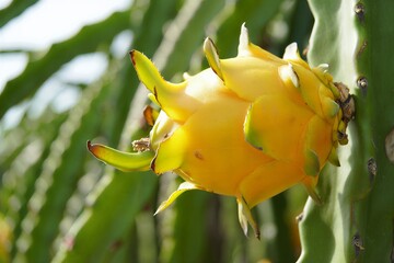 Vibrant yellow dragon fruit on a green cactus plant
