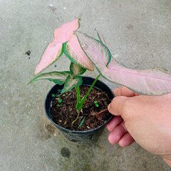 Syngonium Neon Robusta Pink Arrowhead Plant in Small Black Pot Held by Gardener
