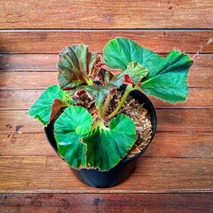 Begonia Erythrophylla Beefsteak Begonia Potted Plant with Red Underleaf