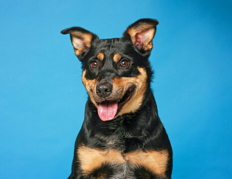 Studio photo of a cute dog in front of an isolated background 
