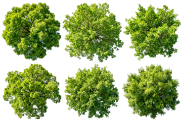 Top Views of Six Green Trees on White Background