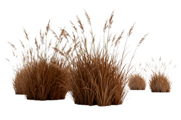 Brown Grasses with Seed Heads on White Background