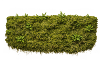 Green moss wall texture with lush ferns creating a vibrant vertical garden element, isolated with transparent background