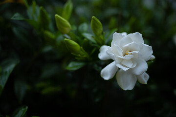 Obraz premium Single Gardenia Bloom At The End Of A Branch With More Buds Coming