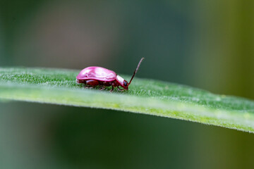 Besouro-pulga (subfam&iacute;lia Alticinae), um tipo de besouro-das-folhas.