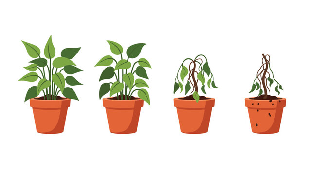 Educational illustration shows the progressive stages of a potted plant wilting and dying due to lack of water or care.