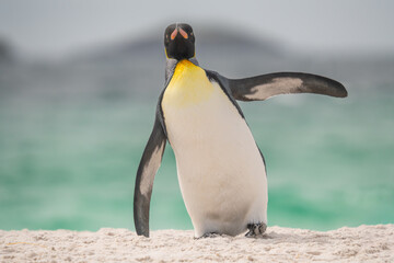 Fototapeta premium King Penguin Full Body Close Up on Beach in Penguin Colony Yorke Bay Falkland Islands Near Antarctica Sunny Day Funny Leaning to the Side