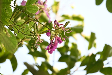 Bauhinia blakeana flowers. Its common name the&nbsp;Hong Kong orchid tree and Orchid Tree. It&nbsp;is a&nbsp;hybrid&nbsp;leguminous&nbsp;tree of the&nbsp;genus&nbsp;Bauhinia. It has large thick leaves and striking purplish red flowers.