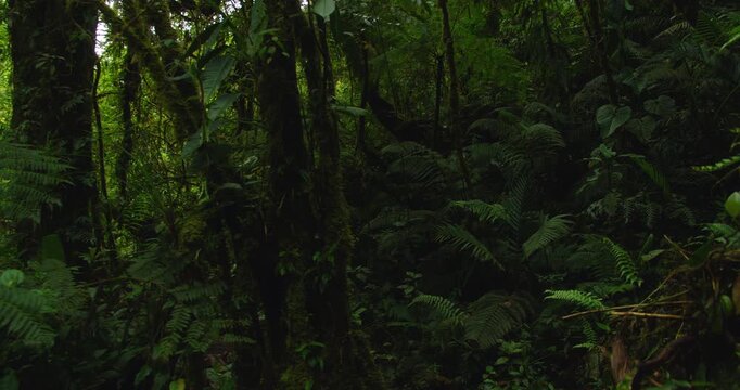 Dark dense undergrowth of tropical rainforest with large ferns and jungle vegetation along hiking trail