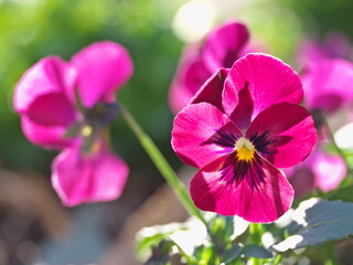 Tokyo,Japan - January 10, 2026: Closeup of wine color viola flower