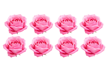 Eight Pink Roses on White Background