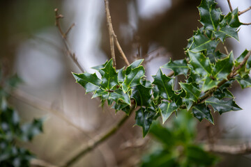 Sharp details and Cornish greens. English Holly (ilex aquifolium) in its element.
