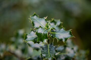 Sharp details and Cornish greens. English Holly (ilex aquifolium) in its element.