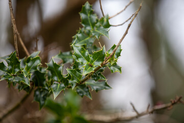 Sharp details and Cornish greens. English Holly (ilex aquifolium) in its element.
