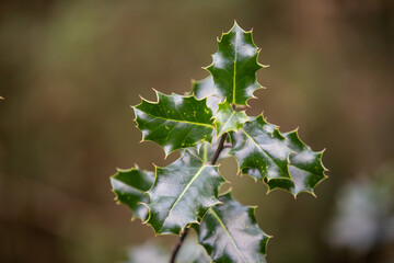 Sharp details and Cornish greens. English Holly (ilex aquifolium) in its element.