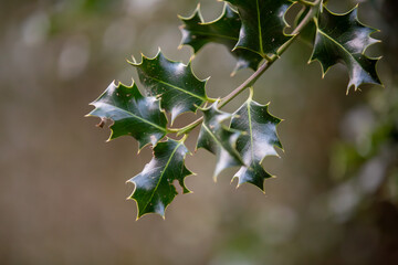 Sharp details and Cornish greens. English Holly (ilex aquifolium) in its element.