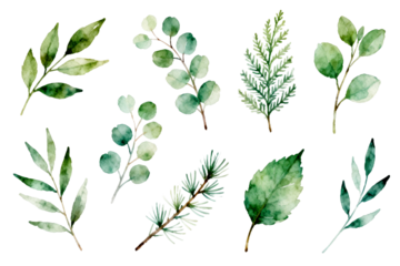 Watercolor Botanical Leaves and Branches Collection