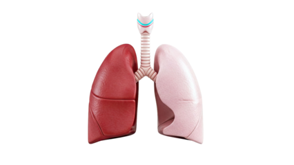 Human Lungs and Trachea Anatomy - 3D Render